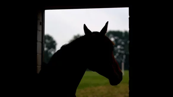 Pferd - &copy; Foto: Daniel Bockwoldt