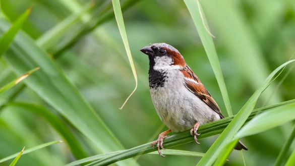 Spatz auf einem Grashalm - &copy; Foto: Nicolas Armer/dpa