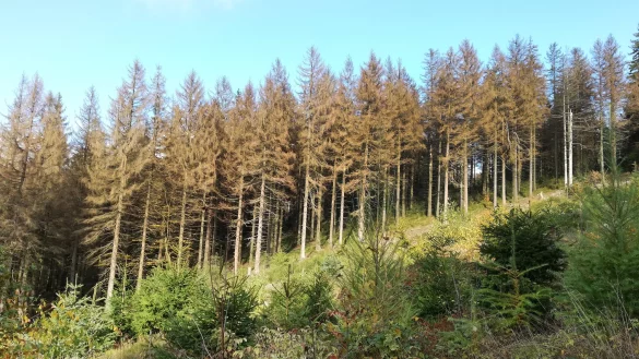 So traurig wie hier sieht es vielerorts in Lippe aus: Nahe der Velmerstot sind die Fichten f&uuml;r jedermann erkennbar stark gesch&auml;digt. - &copy; Vera Gerstendorf-Welle