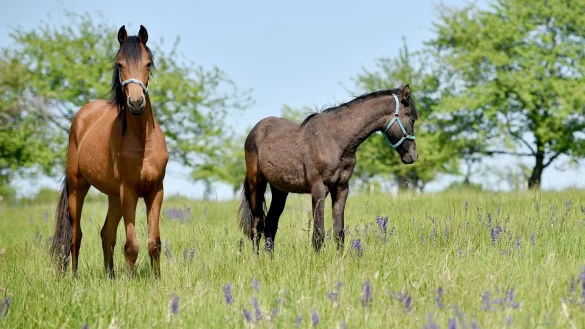 Stiche bei Pferden schnell k&uuml;hlen - &copy; Foto: Frank May/dpa-Zentralbild/dpa-tmn