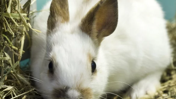 Heu gut f&uuml;r Kaninchen - &copy; Foto: Jens Schierenbeck/dpa-tmn