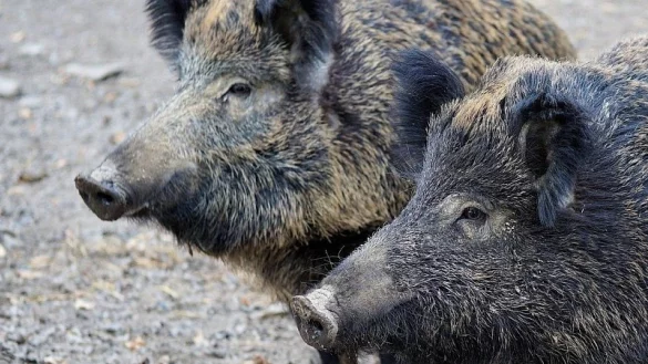 - &copy; Symbolfoto: Pixabay