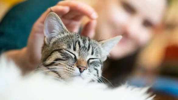 Katze - &copy; Foto: Franziska Gabbert/dpa-tmn