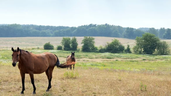 Pferde - &copy; Foto: Soeren Stache/Illustration