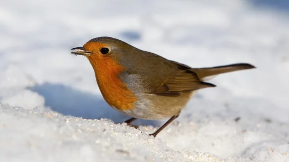 Rotkehlchen im Winter - &copy; Foto: Patrick Pleul/dpa-Zentralbild/dpa