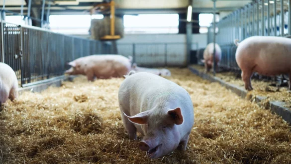 Im Stall: Die D&auml;nen sind weiter, was die antibiotikafreie Mast in gr&ouml;&szlig;erem Stil angeht, wei&szlig; der Versmolder Familienunternehmer Hans Ehwald Reinert. Foto: Reinert