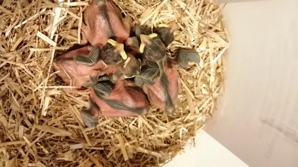 Klein und hilflos: Kaum haben die elf Spatzenbabys das Licht der Welt erblickt, schon sind sie Teil einer au&szlig;ergew&ouml;hnlichen Rettungsgeschichte. - &copy; Yannick Sonntag(LZ)