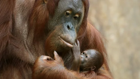 Orang-Utans - &copy; Foto: Roland Weihrauch
