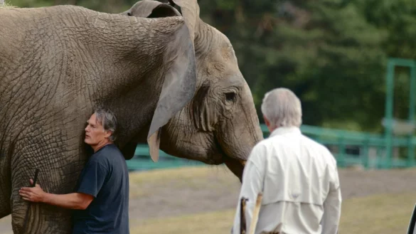 Auf neuem Boden unterwegs: Elefantenkuh "Baby" kommt unter den Augen von Zooinhaber Fritz Wurms (r.) im Zoo des Safariparks an. Besitzer Stefan Frank beruhigt den Dickh&auml;uter. - &copy; Patrick Hermann