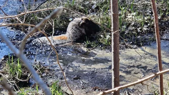 Die ausgewachsenen Schafe steckten hilflos im Morast fest und mussten von der Feuerwehr H&ouml;velhof gerettet werden. - &copy; Feuerwehr H&ouml;velhof