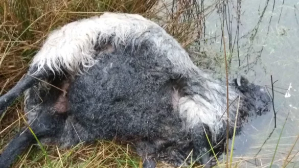 Bei der t&auml;glichen Kontrolle der Herde entdeckte der Schafhalter die gerissenen Schafe. - &copy; Kreis Herford