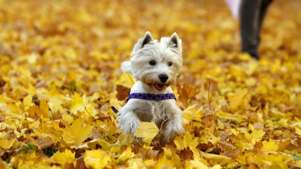 Ein kleiner Hund rennt durch Herbstlaub - &copy; Foto: Daniel Karmann/dpa/dpa-tmn