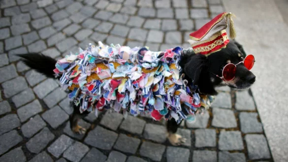 Hund mit Kost&uuml;m an Karneval - &copy; Foto: Rolf Vennenbernd/dpa/dpa-tmn