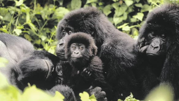 Familienleben: Berggorillas im Virunga-Nationalpark im Kongo. Der Verein "Berggorilla und Regenwald Direkthilfe" k&auml;mpft seit 1984 f&uuml;r den Schutz der Menschenaffen. In dem Verein engagieren sich auch Ostwestfalen und Lipper f&uuml;r die beeindruckenden Tiere. - &copy; WWF/dpa
