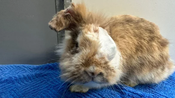 Eine K&auml;mpfernatur: Alina musste ein Auge entfernt und ein Ohr amputiert werden. - &copy; Tierheim Detmold