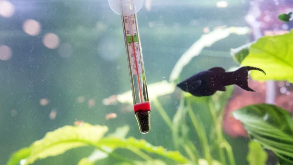 Zierfische - &copy; Foto: Andrea Warnecke