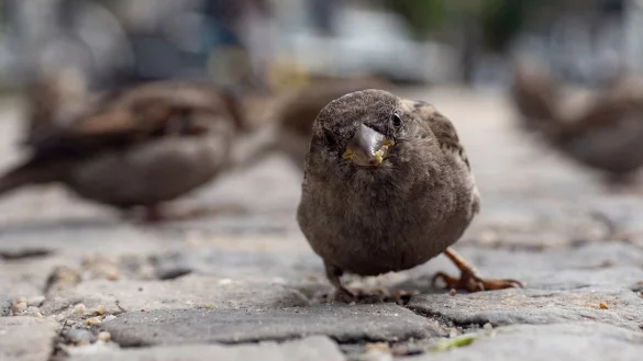 Spatz - &copy; Foto: Paul Zinken/dpa-Zentralbild/dpa