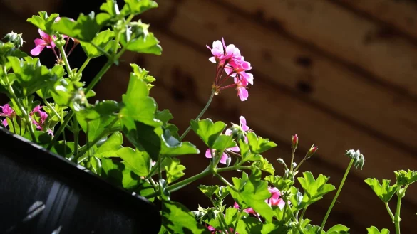 Überwinterungstipp: Geranien können länger leben - © Foto: Karl-Josef Hildenbrand/dpa-tmn
