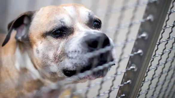 Der Staffordshire-Terrier-Mischling "Chico" soll seine 27 und 52 Jahre alten Besitzer in ihrer Wohnung in einem Mehrfamilienhaus get&ouml;tet haben. - &copy; dpa
