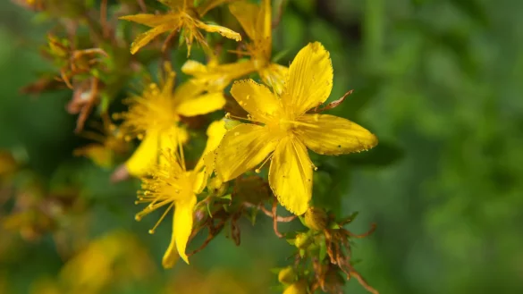 Johanniskraut - &copy; Foto: Andrea Warnecke/dpa-tmn/dpa