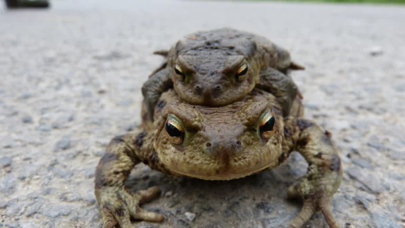 Huckepack &uuml;ber die Stra&szlig;e: Wenn niemand dem Amphibien hilft, sterben viele von ihnen unter Autoreifen. Darum helfen auch in Leopoldsh&ouml;he Menschen ihnen weiter. - &copy; Naturschutzbund