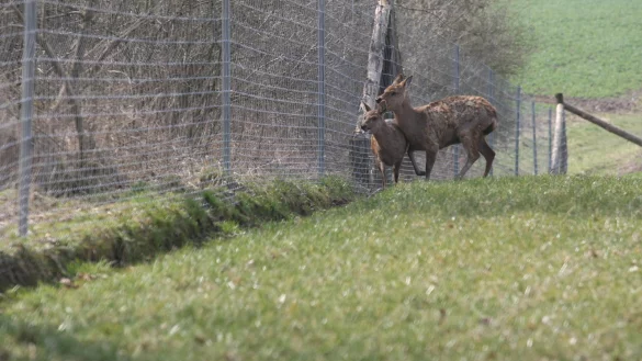 Das Sikawild ist in Schwelentrup angekommen. - &copy; Scherzer