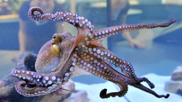 Octopus vulgaris - &copy; Foto: picture alliance / dpa