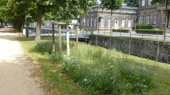 Diese Bl&uuml;hwiese an der Allee ist von den St&auml;dtischen Betrieben der Stadt Detmold angelegt worden. - &copy; Stadt Detmold