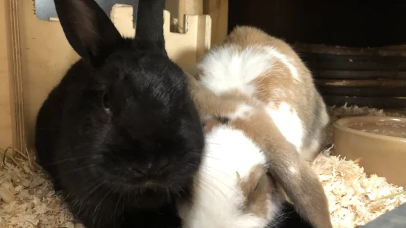 Diesen beiden Kaninchen sitzen in einem K&auml;fig im Kleintierhaus. Derzeit sind 24 Tiere dort untergebracht. Foto: Sven Kienscherf - &copy; Sven Kienscherf