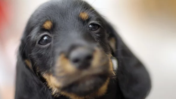 Welpe - &copy; Foto: Klaus-Dietmar Gabbert/dpa/dpa-tmn