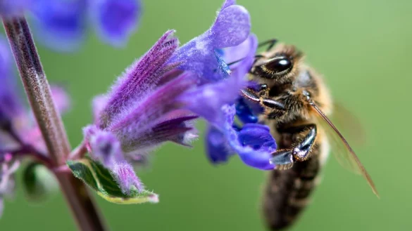 Biene - &copy; Foto: Sven Hoppe/dpa