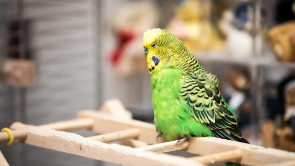 Gelenkverschlei&szlig; bei &auml;lteren V&ouml;geln - &copy; Foto: Christin Klose/dpa-tmn