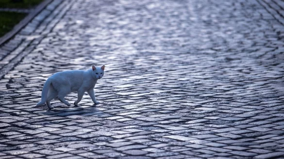 Katze - &copy; Foto: Jens B&uuml;ttner/dpa-Zentralbild/ZB