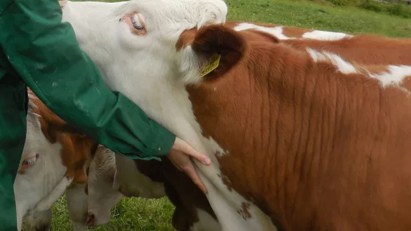 Entspannte Kuh - &copy; Foto: -/Institute of Animal Welfare Science, Vetmeduni Vienna /dpa