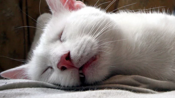 Im Bielefelder Katzencaf&eacute; kommt es immer mal wieder zu schwierigen Begegnungen zwischen Katzen und Kindern (beziehungsweise deren Eltern). - &copy; Archivfoto: Alexandra Buck