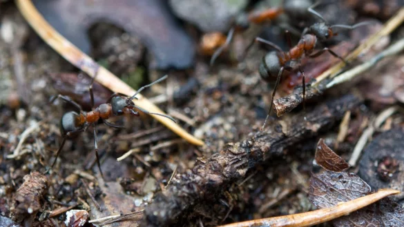 Ameisen - &copy; Foto: Andrea Warnecke/dpa-tmn