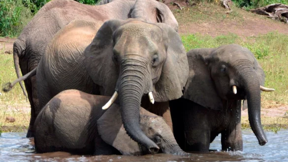 Elefanten in Botsuana - &copy; Foto: Charmaine Noronha/AP/dpa