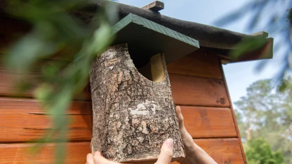 Nistkasten - &copy; Foto: Andrea Warnecke/dpa-tmn