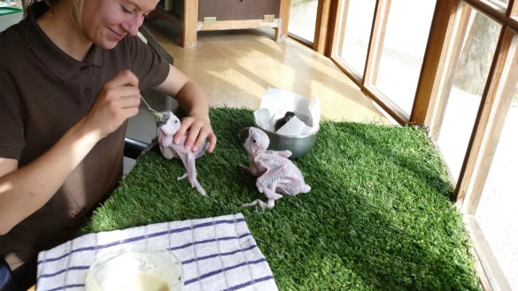 Tierpflegerin Lenja Punger k&uuml;mmert sich gemeinsam mit ihren Kollegen Tag und Nacht um die kleinen Gelbbrustaras. - &copy; Vogelpark