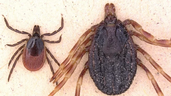 Gemeiner Holzbock und Hyalomma marginatum - &copy; Foto: dpa