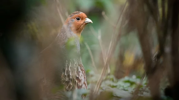 Rebhuhn - &copy; Foto: Sina Schuldt/dpa