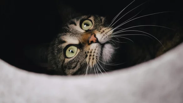 Die Feuerwehr hat am Freitag eine Katze aus einem Regenwasserrohr gerettet. - © Symbolbild: Pixabay