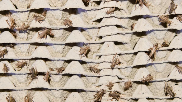 Ausgewachsene Hausgrillen (auch Heimchen genannt) krabbeln in der Fabrik Cricket Lab auf ihren Boxen. In der EU d&uuml;rfen sie nun auch in Lebensmitteln verarbeitet werden. - &copy; dpa