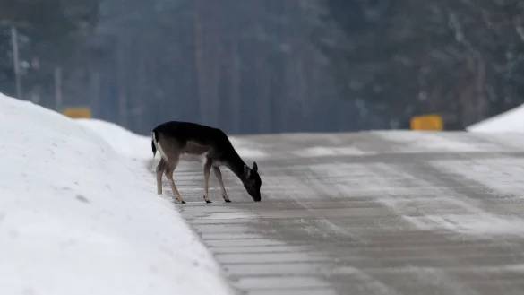 Gef&auml;hrliche Situation: Rehe werden vom Salz auf der Stra&szlig;e gelockt und lecken das Streugut vom Asphalt &ndash; wie auf unserem Foto zwischen Staum&uuml;hle und Sennelager direkt am  Truppen&uuml;bungsplatz. - &copy; Marc K&ouml;ppelmann