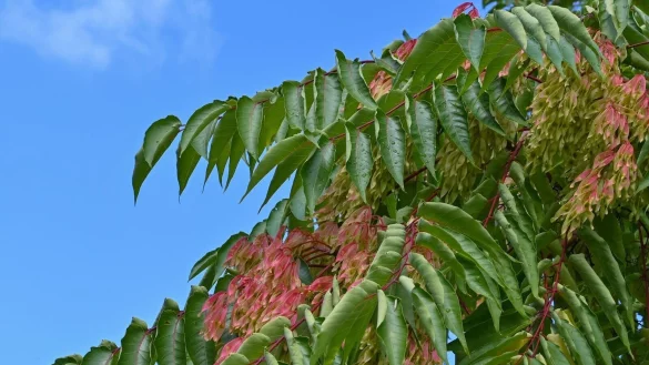 - &copy; Patrick Pleul/dpa-Zentralbild/dpa