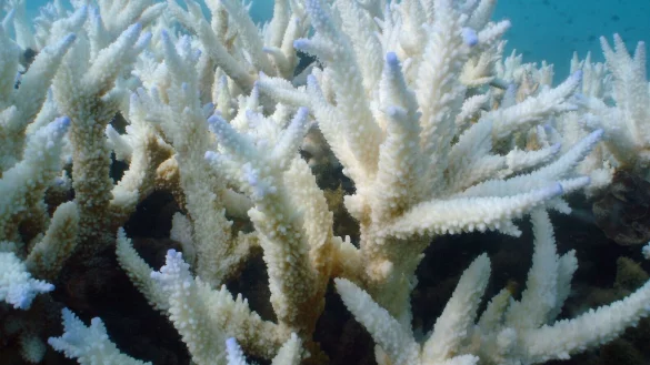 - &copy; ---/Great Barrier Reef Foundation/dpa