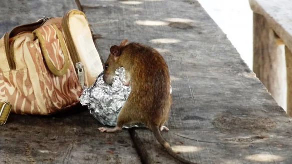 Ratten sind Opportunisten. Wo sie etwas zu fressen finden, breiten sie sich schnell aus. Dann helfen nur noch Giftk&ouml;der. Machen sich die Tiere in G&auml;rten oder H&auml;usern breit, ist das Sache der Eigent&uuml;mer. - &copy; Symbolbild: Pixabay