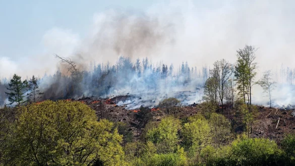 Waldbrand - &copy; Foto: Markus Kl&uuml;mper/dpa
