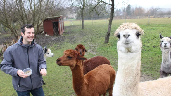 Wenn Alexander Laleicke mit dem Spezialfutter ins Gehege kommt, dann &uuml;berwinden die Alpakas ihre Scheu. Besonders Hengst "Star" (vorne) bringt sich gerne in die Pole-Position. - &copy; Sandra Castrup (LZ)