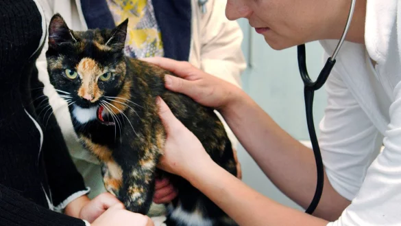 Katze beim Tierarzt - &copy; Foto: Patrick Pleul/dpa